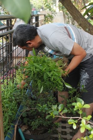 Berkebun yuuk Berkebun Sayur di Halaman