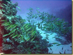 Shoal