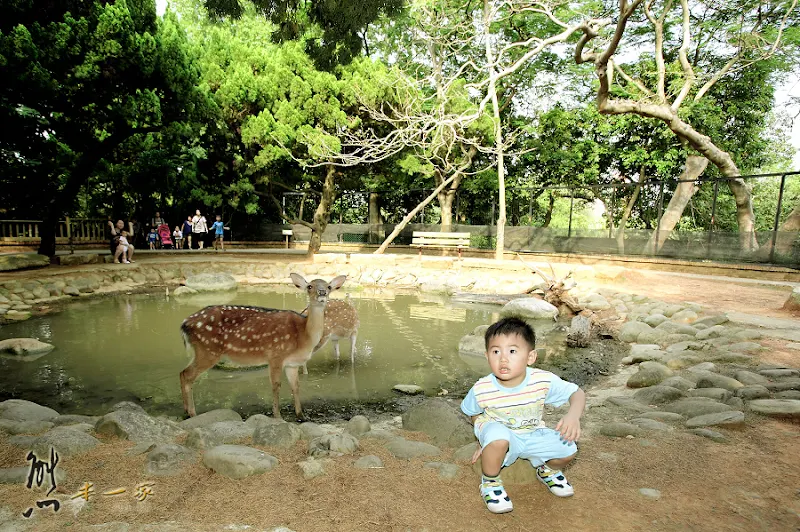 新竹親子遊｜新竹市立動物園~有日本奈良賞鹿的Fu