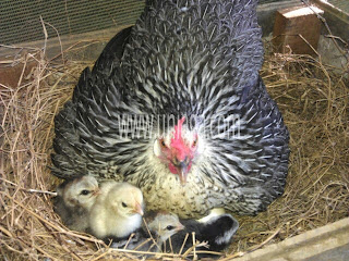  Ayam  Onagadori  Uniaga Aviary