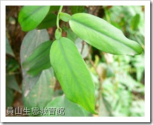 柚葉藤