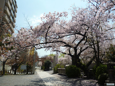 櫻宮神社の桜