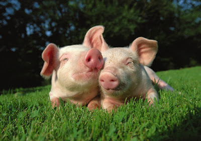 photo de cochons couple
