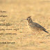 வானம்பாடி [Oriental Skylark]