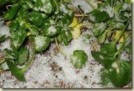 Gabian snow 7-1-09_1_1