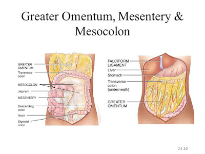 Apa itu Organ Mesentery?, Penjelasan Organ Mesentry Manusia, Fungsi dari Organ Mesentry Manusia, Letak Mesentry di Tubuh manusia.
