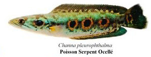 Poison Serpent Ocelle