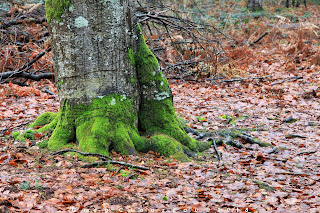 Pied de hêtre, Fontainebleau