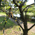 ARANHAS GIGANTES INVASORAS ASSUSTAM MORADORES NOS EUA