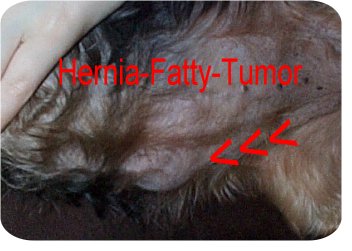 Dog Fatty Tumor5
