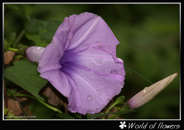 morning glory flower picture