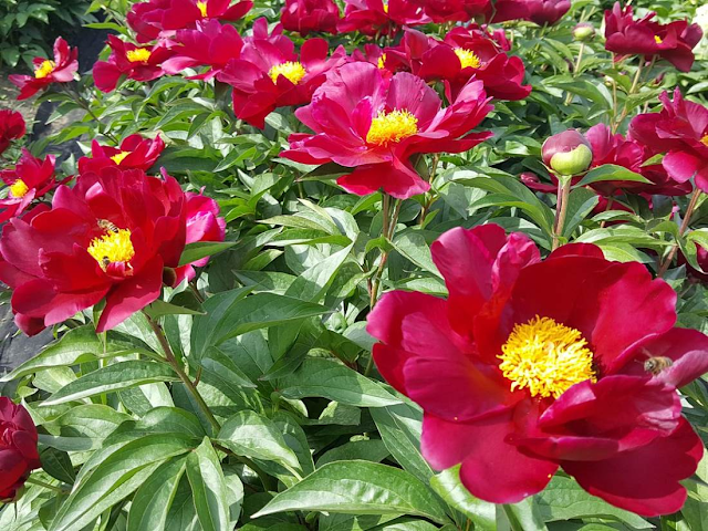 Пион 'Sorcerer' (=Пион 'Lights Out') / Пион 'Лайтс Аут' (Paeonia 'Sorcerer', =Paeonia 'Lights Out')