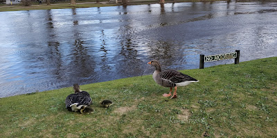 Ducks in River Ouse