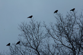 a murder of crows behind the house