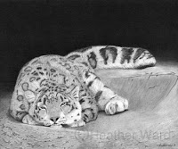 snow leopard charcoal drawing