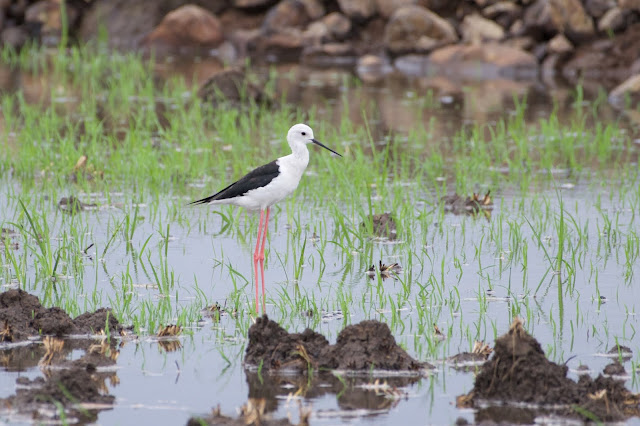 Black-winged Stilt (प्रवालपाद) - Himantopus himantopus