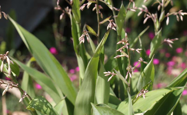 Arthropodium Cirratum Flowers Pictures