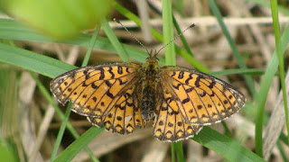 Boloria (Clossiana) selene DSC54411