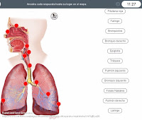  https://www.cerebriti.com/juegos-de-ciencias/anatomia-del-aparato-respiratorio#.Wr5rAkkyq00