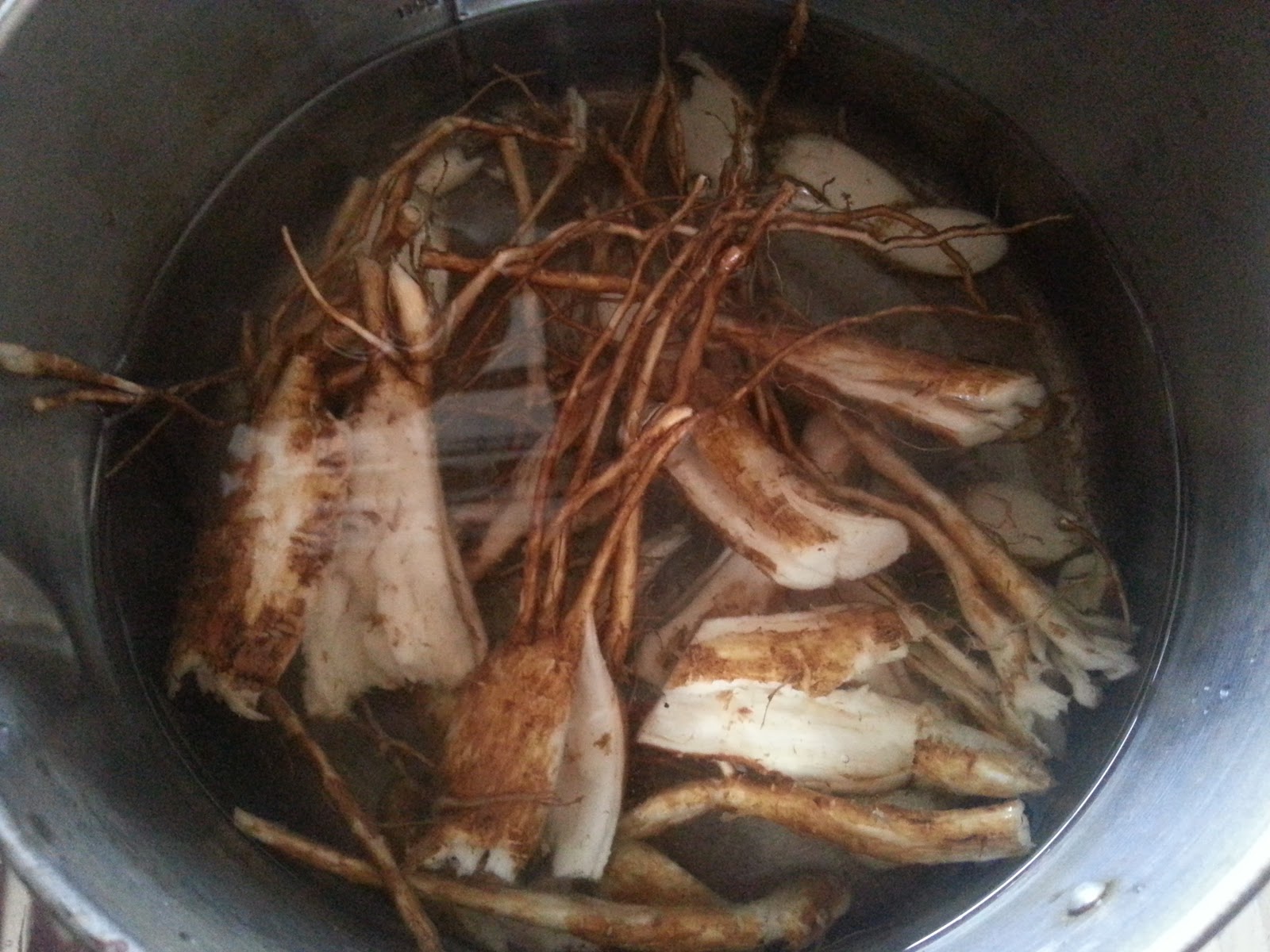 Kebun Bahagia Bersama Ginseng  jawa Akar Som Jawa