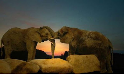 elephant in love you are my sweetheart forever