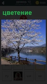 На берегу реки стоит и цветет красивая сакура около изгороди вдоль реки