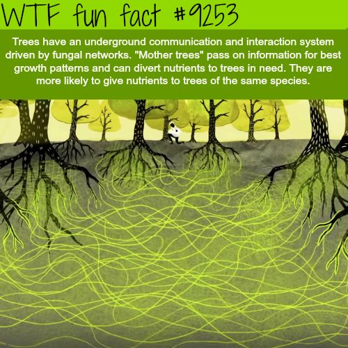 Interesting WTF Fun Facts That You Probably Didn't Know