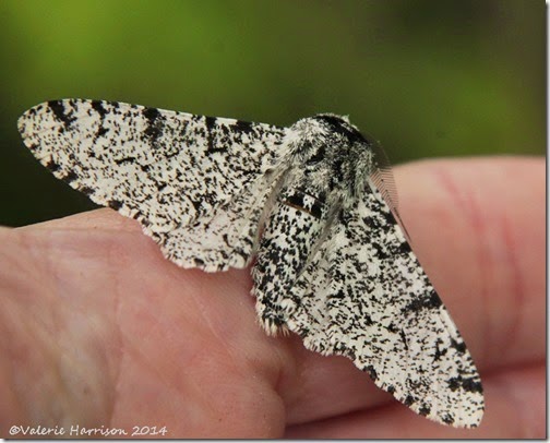 Peppered-Moth