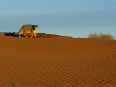 Mountain lion