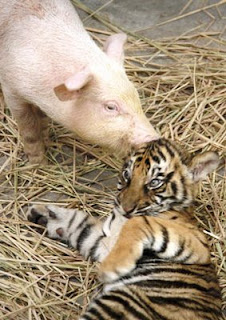 Pig kissing a tiger