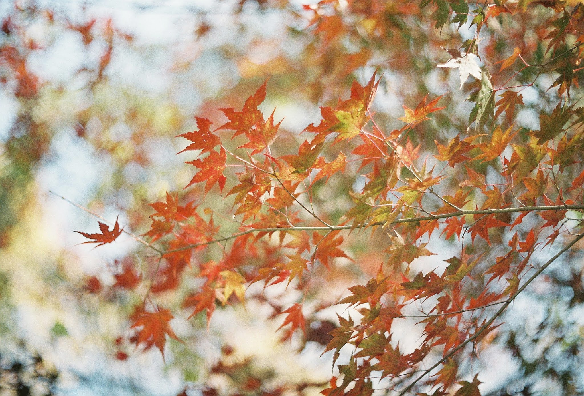 nikon  f2  昇仙峡紅葉