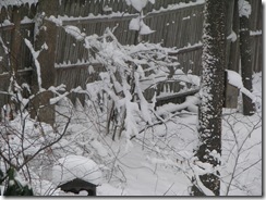Snowy Trees