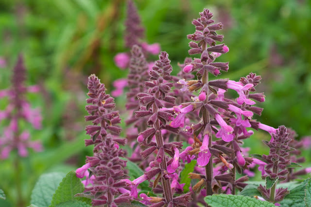 stachys chamissonis