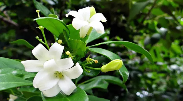 Kenali Beragam Manfaat Sehat Bunga Arabian Jasmine