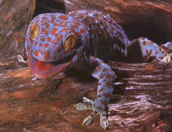 gecko