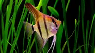 Ikan Manfish (Pterophyllum scalare)