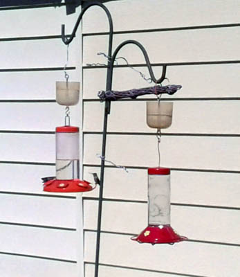 Photo of two hummingbird feeders