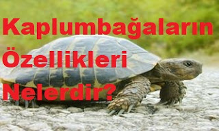 Kaplumbağaların Özellikleri Nelerdir?