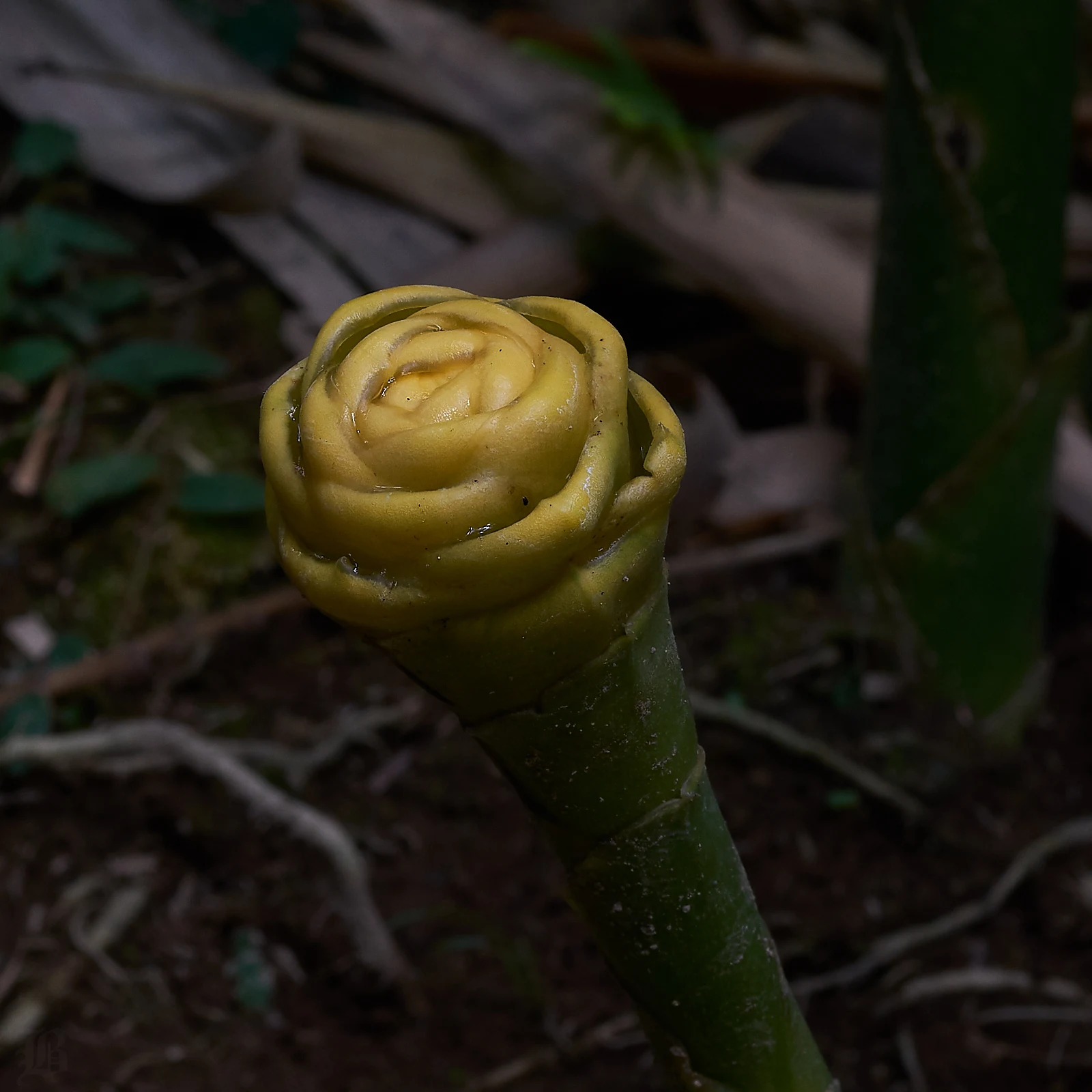 Beehive ginger blossoms grows exceptionally slowly. Eight months at least from one so young to a fully mature seed producing blossom.