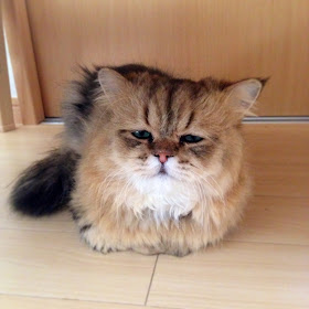 The Disappointed Cat is your new favorite cat (10 pics), Foo-Chan pictures, the disappointed cat pictures, cute cat pics, funny cat photos