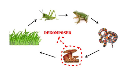 Peranan Dekomposer