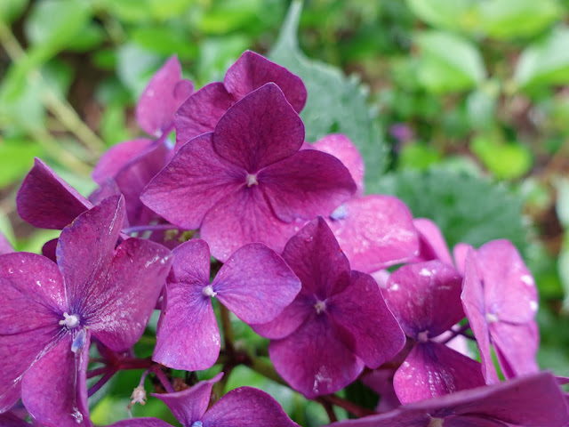 鳥取県西伯郡南部町池野　アジサイロード　アジサイ（紫陽花）