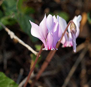 Cyclamen graecum. Foto di Andrea Mangoni.