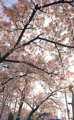 令和２年　南河内の桜　その２