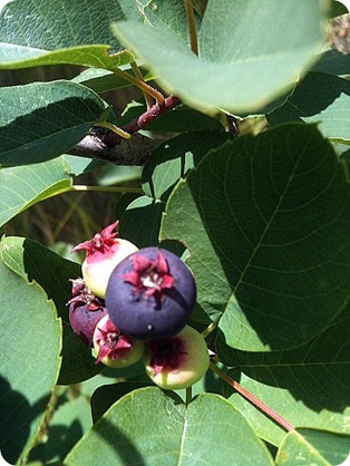photo (5)