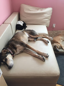 Dog & cat asleep on couch, with little dog on bed below