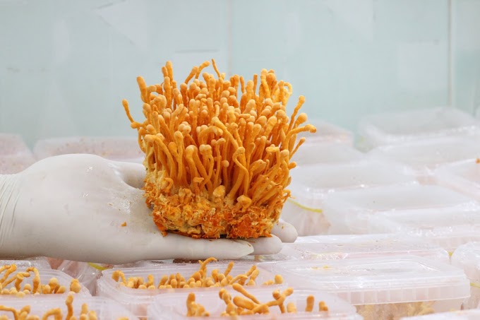 Cordyceps Mushroom Pure Culture Supplier Company in Costa Rica | Cordyceps Mushroom Company in Costa Rica