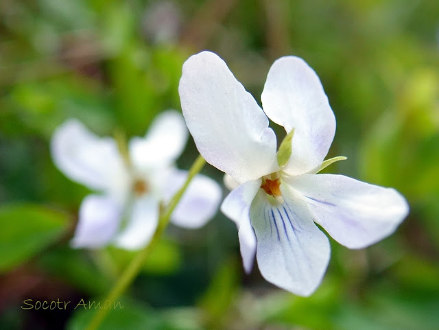 Viola grypoceras