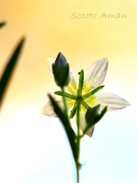Swertia japonica
