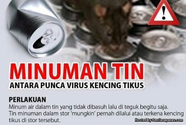 Apa Itu Kencing Tikus Punca Jangkitan Simptom Dan Rawatannya Sentiasa Panas